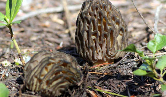 Loại cây dại mọc um tùm ở Việt Nam, "trời Tây" bán giá 13 triệu đồng/kg vẫn có người rút hầu bao