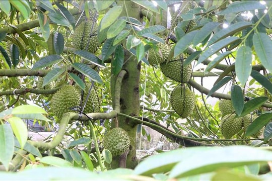 Giữ đà tăng trưởng cho sầu riêng bằng nền tảng bền vững