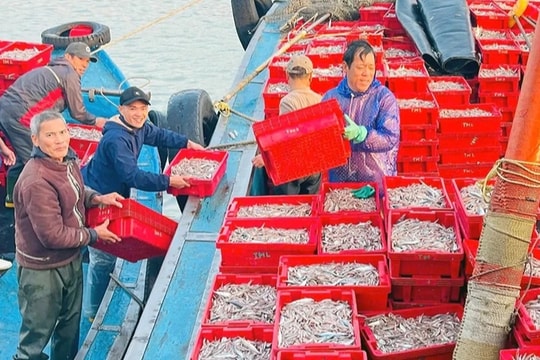 Ngư dân về bờ sớm trong chuyến đi biển bất ngờ ngày đầu năm