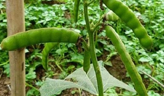 Ăn loại hạt quen thuộc, 6 người trong nhà nôn dữ dội, 2 ca nguy kịch