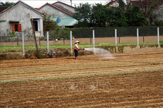 Rau Tết chốt đơn sớm