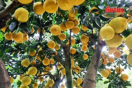 Bưởi Diễn vàng rực, sai trĩu quả 'xuống đường' phục vụ thị trường Tết