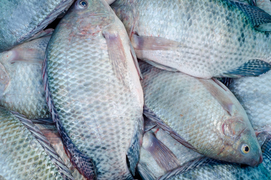 Nuốt mật cá sống để cải thiện sinh lý?