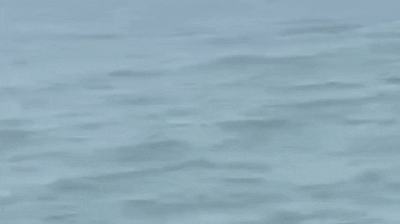 Cá heo trắng xuất hiện ở biển Sầm Sơn