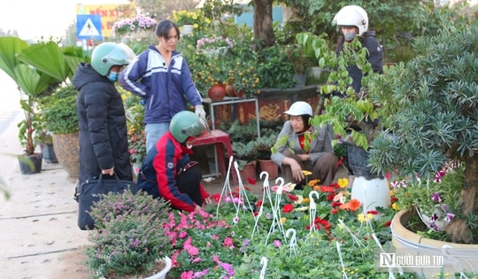 Thị trường hoa cây cảnh Tết đã khởi động, người dân "tranh thủ" đón xuân sớm