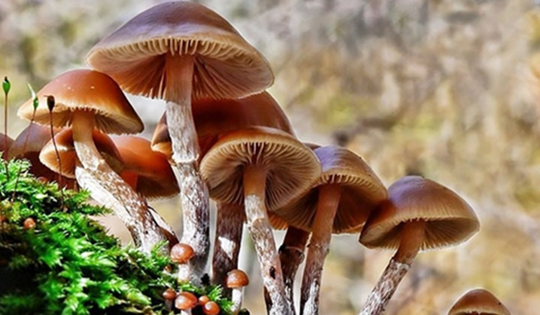 Bộ Y tế: Khẩn trương điều tra vụ nghi ngộ độc thực phẩm do ăn nấm lạ tại Tây Ninh