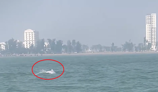 VIDEO: Đàn cá heo trắng "nhảy múa" ở biển Sầm Sơn