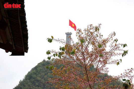 Sắc hoa Anh Đào dưới chân Cột cờ Lũng Cú