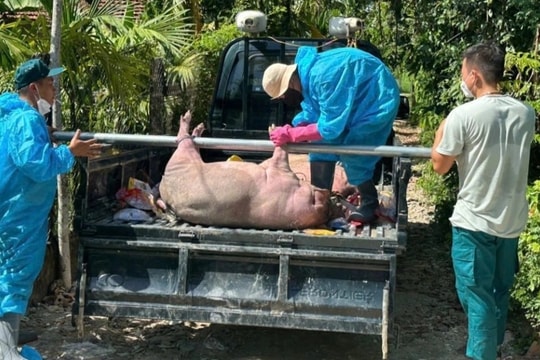 Nhiều người nhận hàng trăm triệu đồng tiền hỗ trợ lợn chết do dịch tả