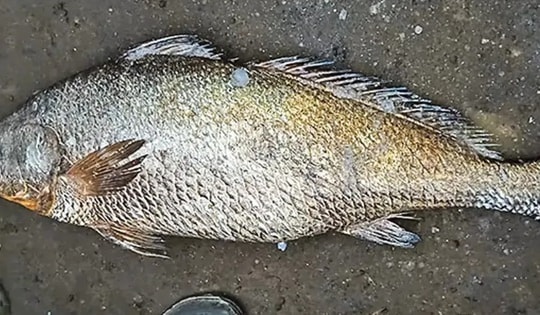 Bắt được con cá nặng 25kg, ngư dân liền bán với giá 115 triệu đồng