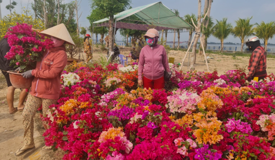 Cần Thơ: 700 lô, sạp kinh doanh hoa kiểng Tết được miễn phí mặt bằng, điện, nước