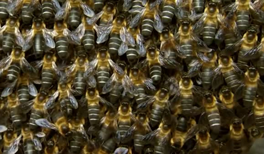 Đang "hóng chuyện", người phụ nữ bị trâu húc nguy kịch dù nhảy xuống ao vẫn không thoát