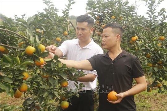 Cam Vinh từ đặc sản tươi đến công nghệ chế biến sâu