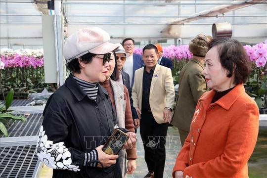 'Bông lan vàng' của làng Phù Vân