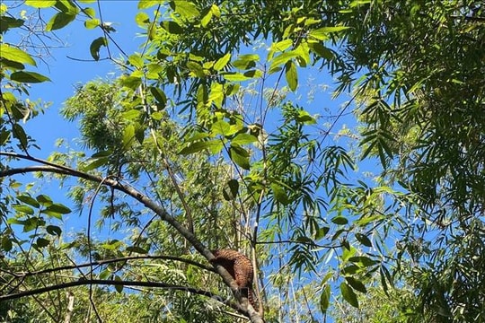 Đồng Nai tiếp nhận và tái thả nhiều động vật hoang dã quý hiếm