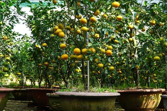 Quýt hồng 'lên' chậu sẵn sàng phục vụ thị trường Tết