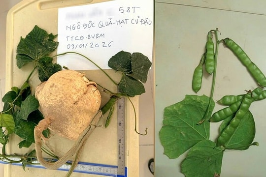 3 người ngộ độc nặng do ăn hạt củ đậu thoát nguy kịch