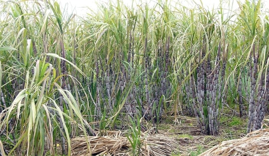 Đi chặt mía, bé gái tử vong khi bị hổ dữ tấn công