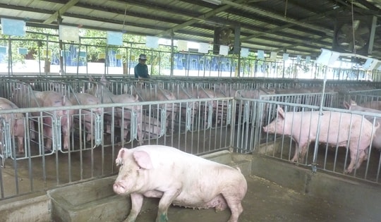 Giá heo hơi hôm nay, 13-1, tiếp tục bật tăng mạnh
