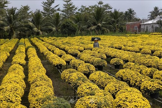 Nhà vườn tại Vĩnh Long lo lắng vì cúc mâm xôi nở sớm