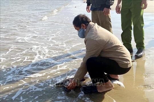 Thả rùa biển quý hiếm về môi trường tự nhiên tại cửa biển Sa Huỳnh