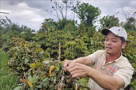 Thủ phủ mai An Nhơn kỳ vọng thị trường Tết