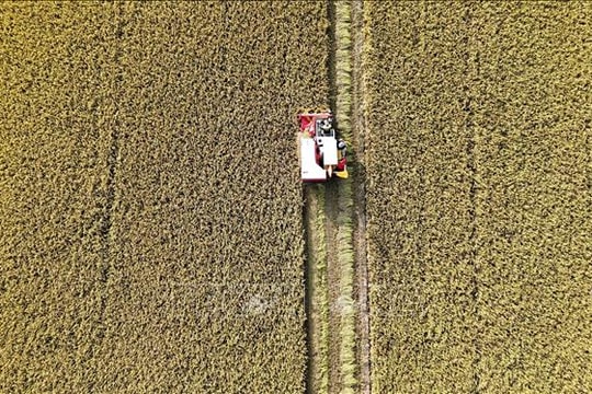 Đề án 1 triệu ha lúa chất lượng cao: Cơ hội tái cơ cấu ngành lúa gạo