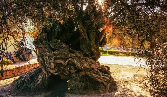 Bí mật “sống thọ” của cây ô liu 3.000 tuổi