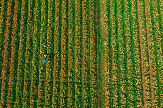 Cánh đồng hoa ly nhuộm vàng ven sông Kinh Thầy