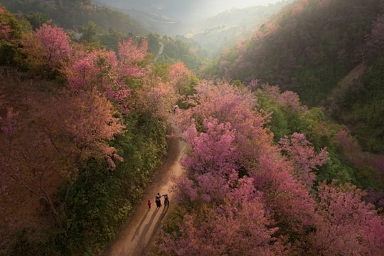 Hàng nghìn cây hoa tớ dày nhuộm hồng Mù Cang Chải