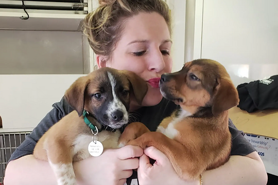 Nhiều phụ nữ Mỹ nuôi chó thay cho hẹn hò