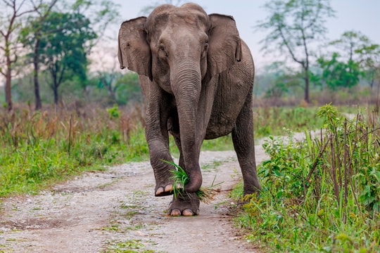 Ấn Độ truy tìm voi giết 22 người