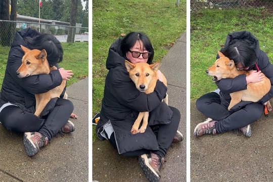 Chó cưng sống sót sau gần 2 tháng lạc trên núi