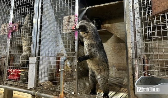 Về quê nuôi 70 “con khó tính”, sau 3 năm người đàn ông sở hữu cơ ngơi tiền tỷ