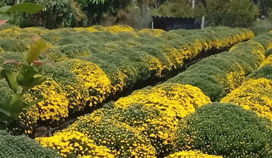 Chưa đến Tết, cúc mâm xôi và hoa mai đã đồng loạt trổ bông