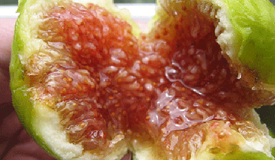 3 loại quả giúp sống lâu, khỏe mạnh, cái số 1 ở Việt Nam rụng đầy gốc