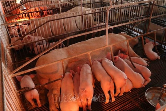 Cao Bằng cơ bản khống chế dịch tả lợn châu Phi