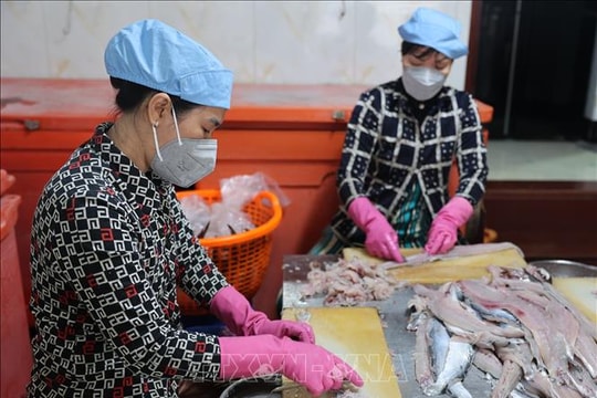 Nâng tầm nghề làm chả cá truyền thống Phước Hải