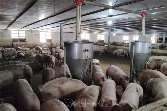 Đảm bảo nguồn cung thịt lợn cung cấp dịp Tết Nguyên đán Bính Ngọ