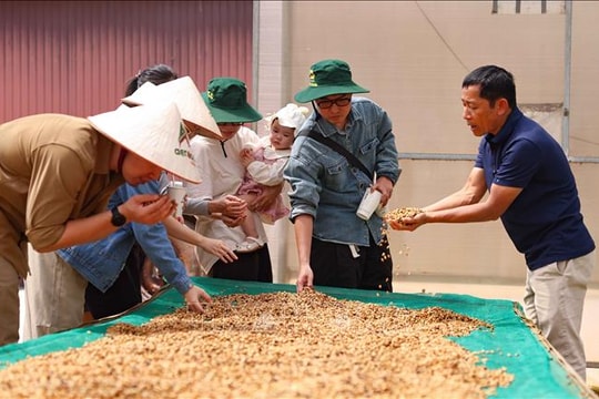 Cà phê Việt trong kỷ nguyên giá trị - Bài 2: Chất lượng, bản sắc và uy tín