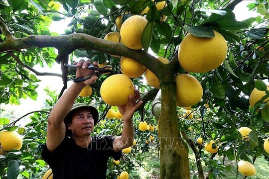 Phú Thọ ưu tiên cho vùng chuyên canh bưởi xuất khẩu