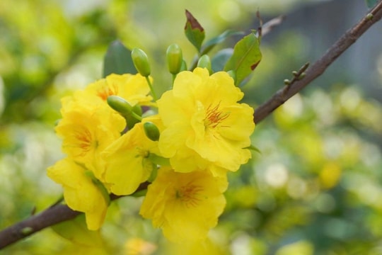 Nữ chủ vườn thu 300 triệu đồng/tháng nhờ livestream bán mai