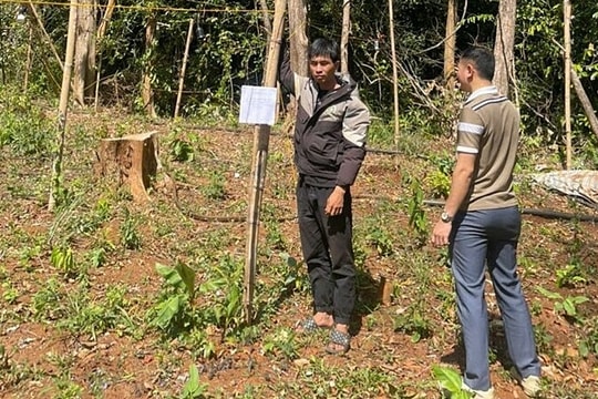 Bị khởi tố vì vào rừng trồng cần sa