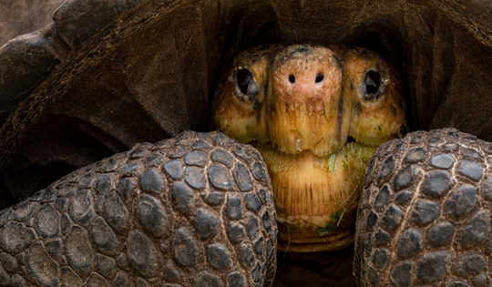 Loài vật quý hiếm bậc nhất hành tinh, tuyệt tích hơn 100 năm bất ngờ "tái xuất"
