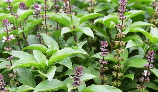 Loại rau là "nữ hoàng của các loại thảo dược" có nhiều lợi ích cho sức khỏe