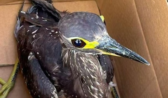 Đi câu cá, người đàn ông bắt được con chim "bí ẩn"