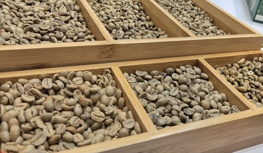 Giá cà phê hôm nay 15-1: Robusta ồ ạt ra thị trường