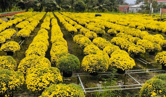 Vĩnh Long "giải cứu" hàng ngàn chậu cúc mâm xôi nở sớm cho nhà vườn