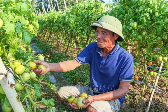 Cà chua được giá, nông dân kỳ vọng thu nhập cao