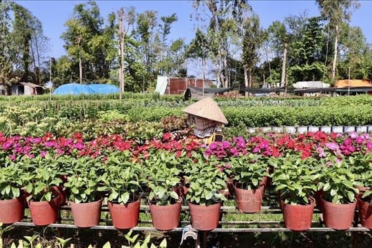 Nhà vườn An Giang kỳ vọng vụ hoa Tết